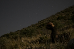 Mountain sage and drying grass