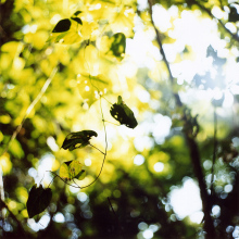 Looking at Forest 02