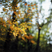 Looking at Forest 05