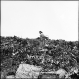 15) A girl working on Din Daeng Garbage Mountain, 1958