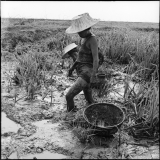 21) Farmers catching fishes, Ayutthaya, 1956