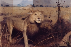 Safari #05