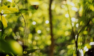 Looking at the Forest / Manit Sriwanichpoom