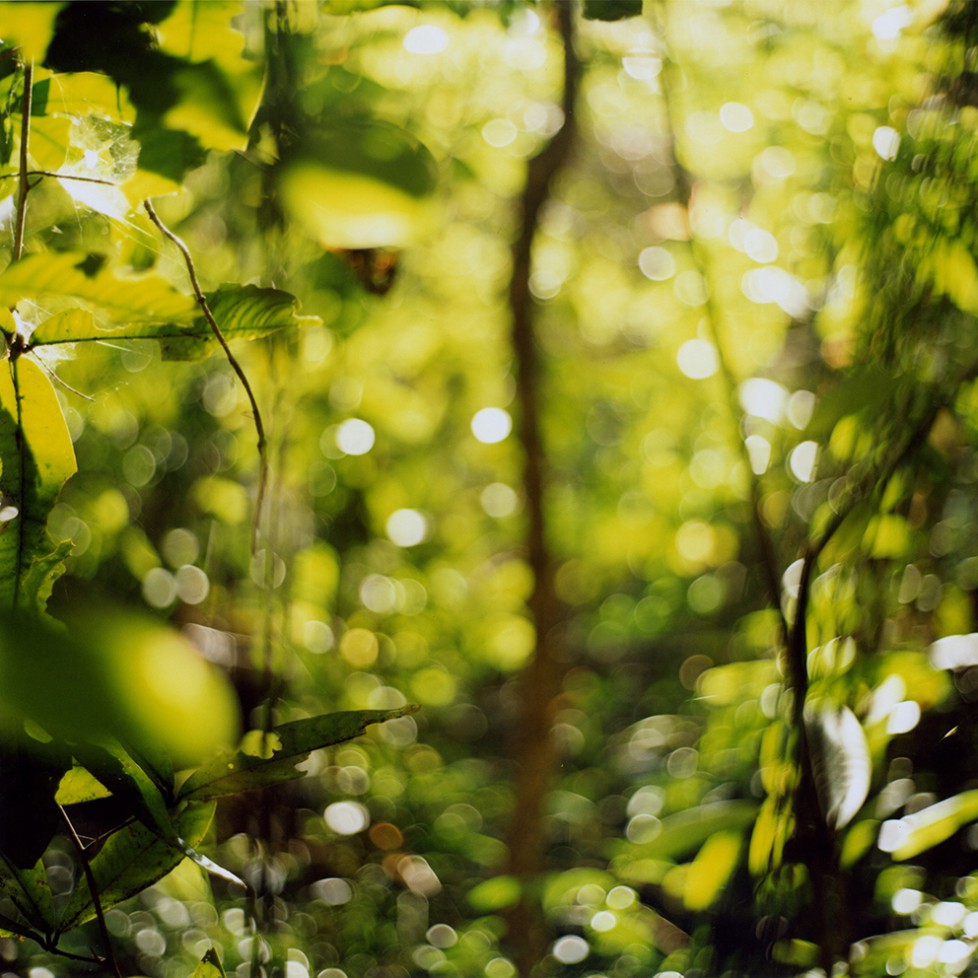 Looking at the Forest / Manit Sriwanichpoom